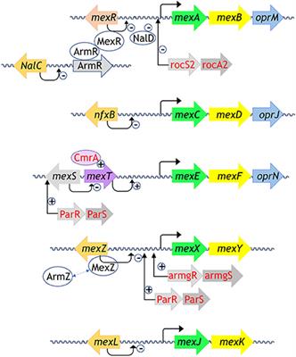 Functional Mechanism of the Efflux Pumps Transcription Regulators From Pseudomonas aeruginosa Based on 3D Structures